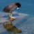 Narciso…